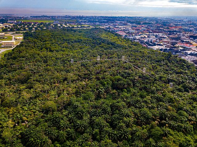 Lekki Conservation Centre: The canopy walk above the forest